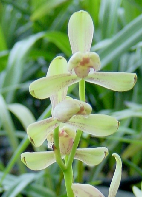 �ļ���÷��