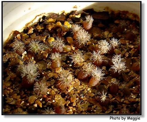 �������������С��~