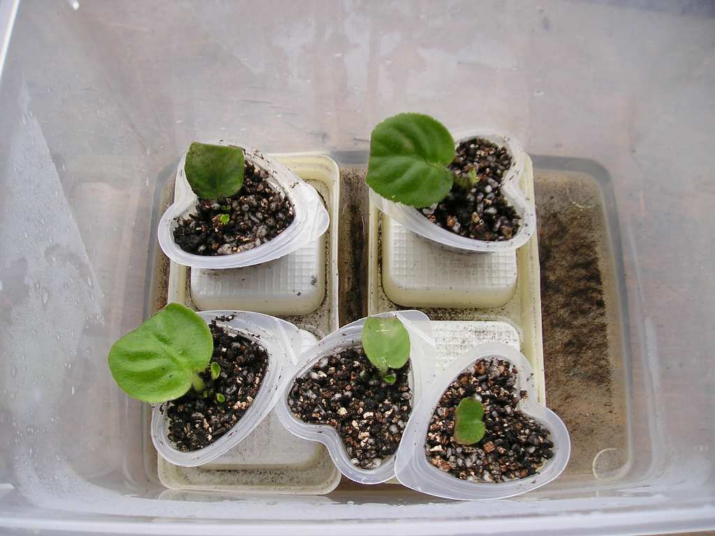 [����]����ҶƬ������¼�����Ĵ�