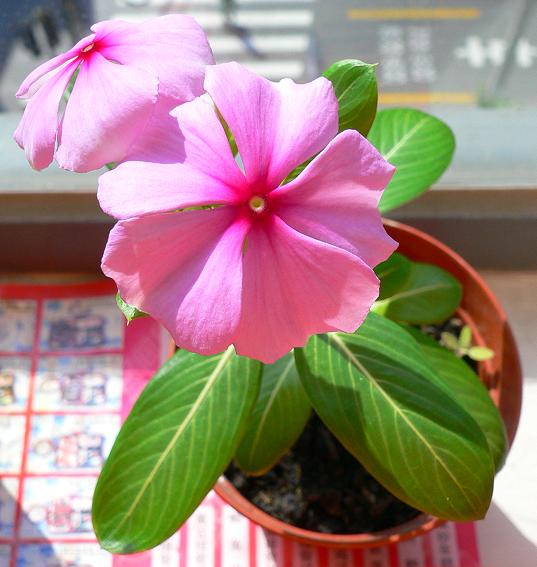 ���ᵹ�������ʯ�񿪻���--�ֿ���һ��