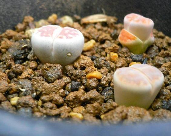 ż��������