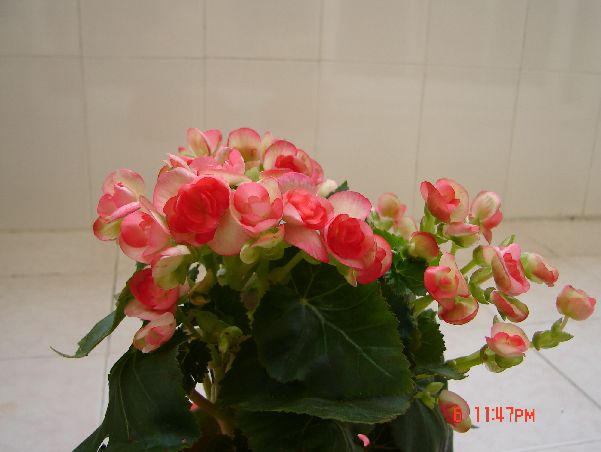 �ҵ�õ�庣��