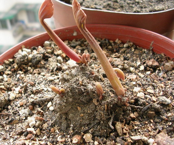 ��ʼ������