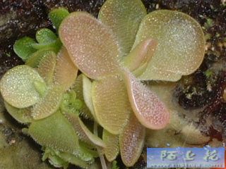 �ҵ�ʳ�xֲ��