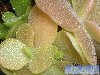 �ҵ�ʳ�xֲ��