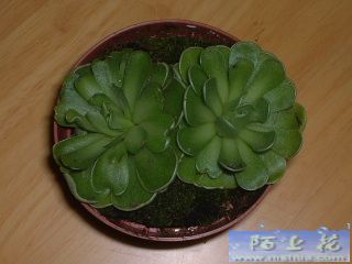 �ҵ�ʳ�xֲ��