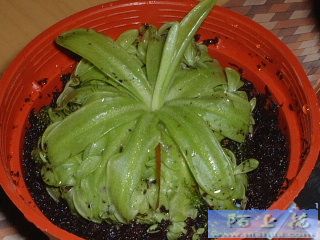 �ҵ�ʳ�xֲ��