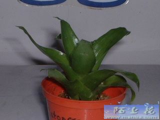 �ҵ�ʳ�xֲ��