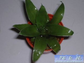 �ҵ�ʳ�xֲ��