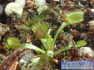 �ҵ�ʳ�xֲ��