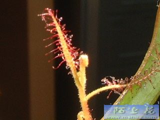 �ҵ�ʳ�xֲ��