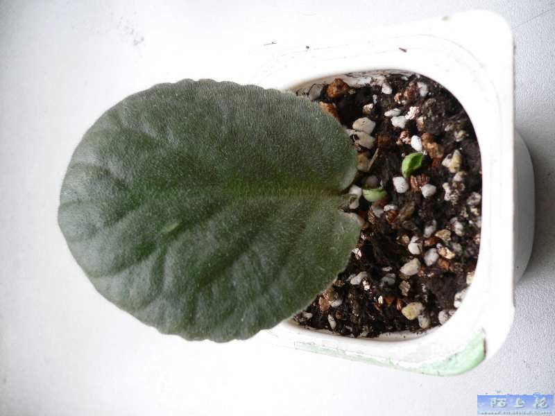 �����е㸻�ˣ���������ũ�ı�ô����........