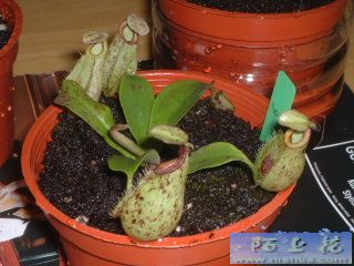 �ҵ�ʳ�xֲ��