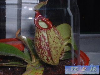 �ҵ�ʳ�xֲ��