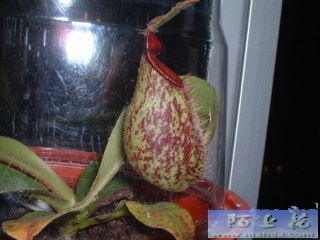 �ҵ�ʳ�xֲ��