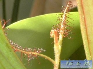 �ҵ�ʳ�xֲ��