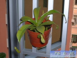 �ҵ�ʳ�xֲ��