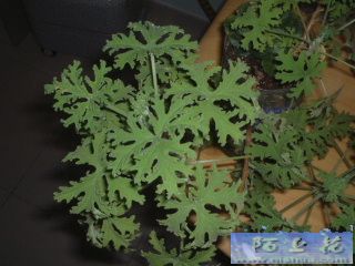 ���������ÿ���Ƭ