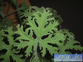 ���������ÿ���Ƭ