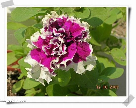 �ذ갫ǣţ��P4��5����