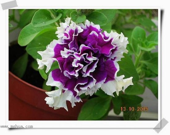 �ذ갫ǣţ��P4��5����