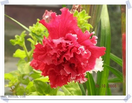 �ذ갫ǣţ��P4��5����