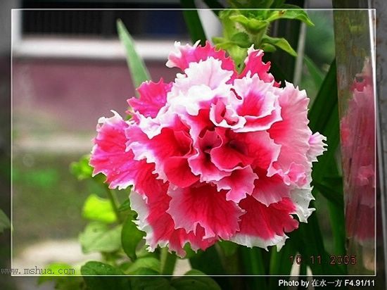 �ذ갫ǣţ��P4��5����