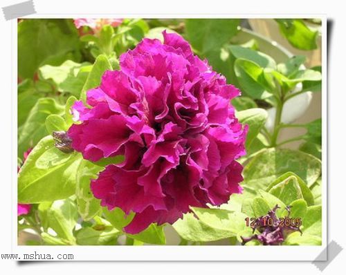 �ذ갫ǣţ��P4��5����