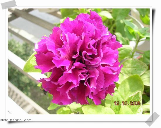 �ذ갫ǣţ��P4��5����