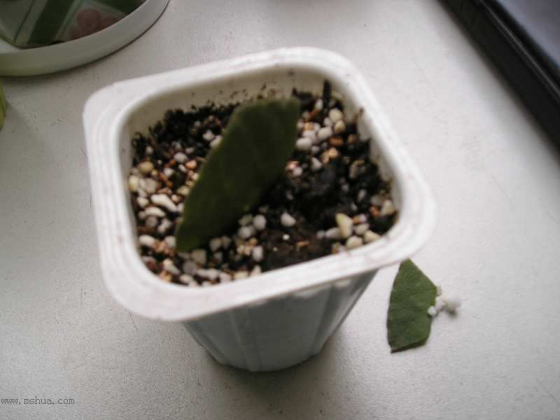 JANE��������