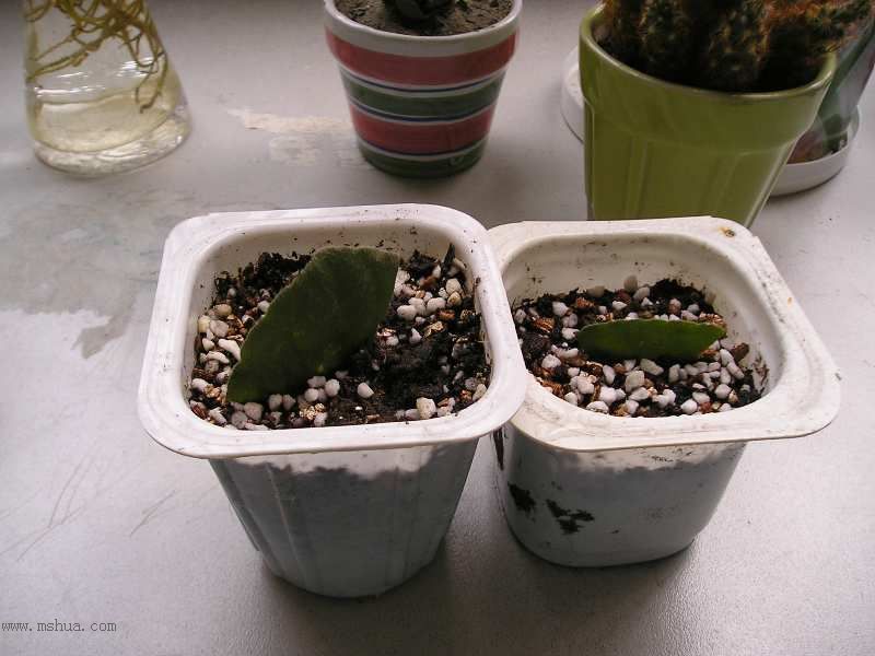 JANE��������