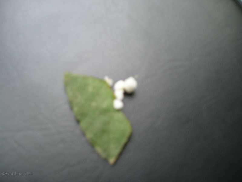 JANE��������