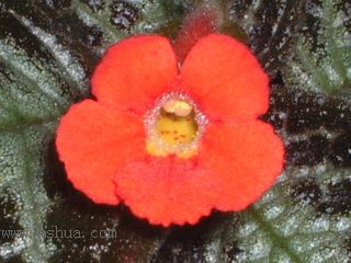 ʲ�N�� Kee Wee ?! (����ϲꎈD��)