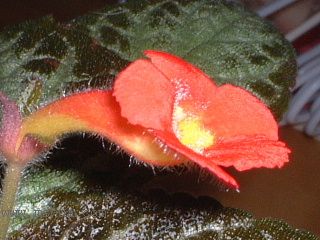 ʲ�N�� Kee Wee ?! (����ϲꎈD��)