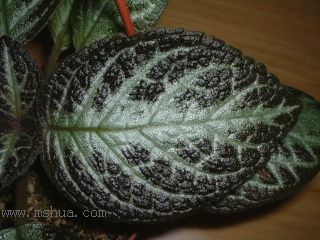 ʲ�N�� Kee Wee ?! (����ϲꎈD��)