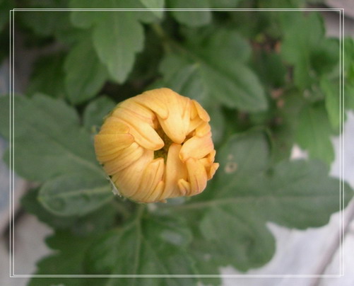 �����ľ�