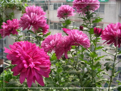 �����ľ�