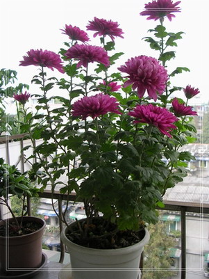 �����ľ�