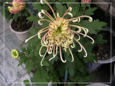 �����ľ�