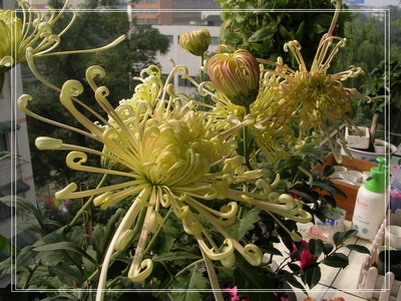 �����ľ�