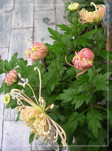 �����ľ�