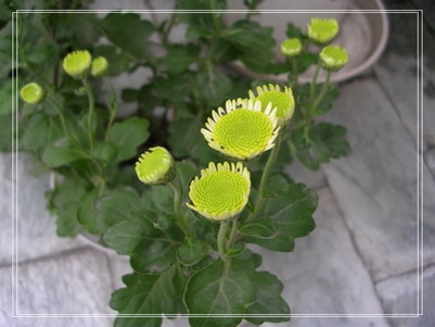 �����ľ�