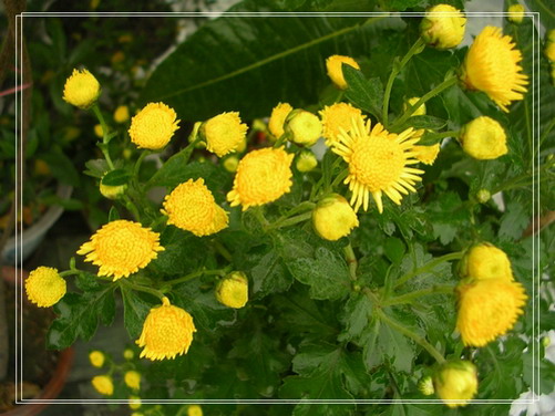 �����ľ�