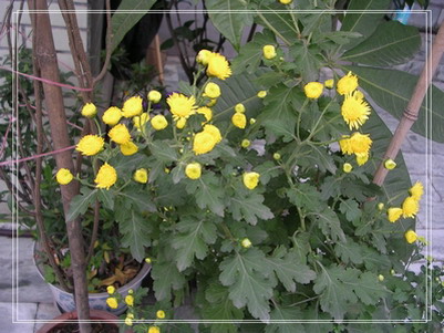 �����ľ�