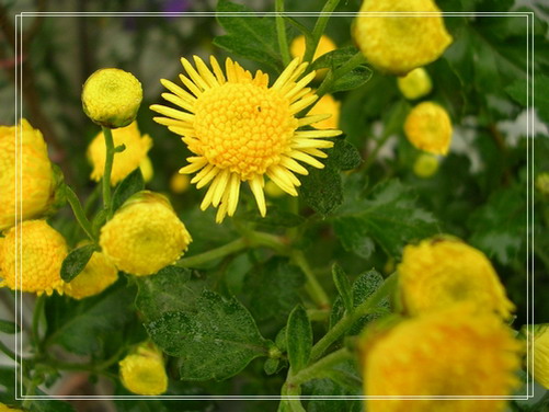 �����ľ�