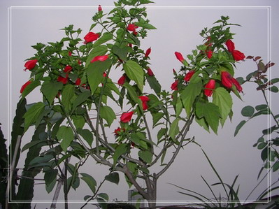 ����ʲô����