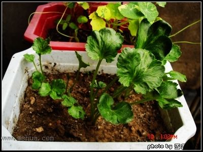 ���֮צ��ƪ����5�Ÿ���צ�ӽ���~