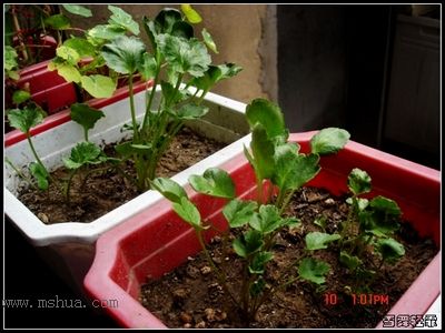 ���֮צ��ƪ����5�Ÿ���צ�ӽ���~