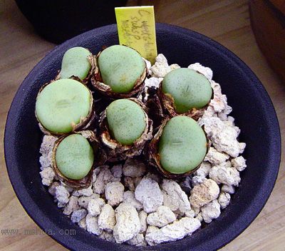 Conophytum wettsteinii subsp. wettsteinii