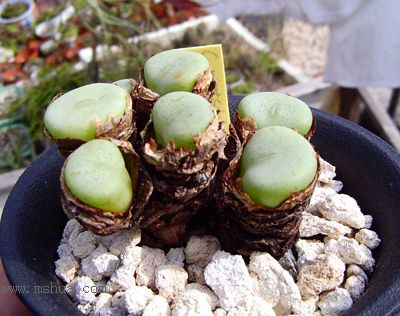 Conophytum wettsteinii subsp. wettsteinii